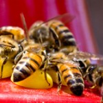 bees