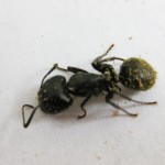carpenter ant